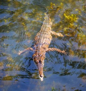 Freshwater Crocodile