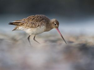 A small bird feeding on the shoreline
