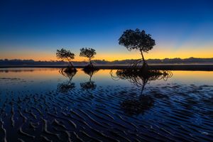 Árboles de mangle en una playa al atardecer