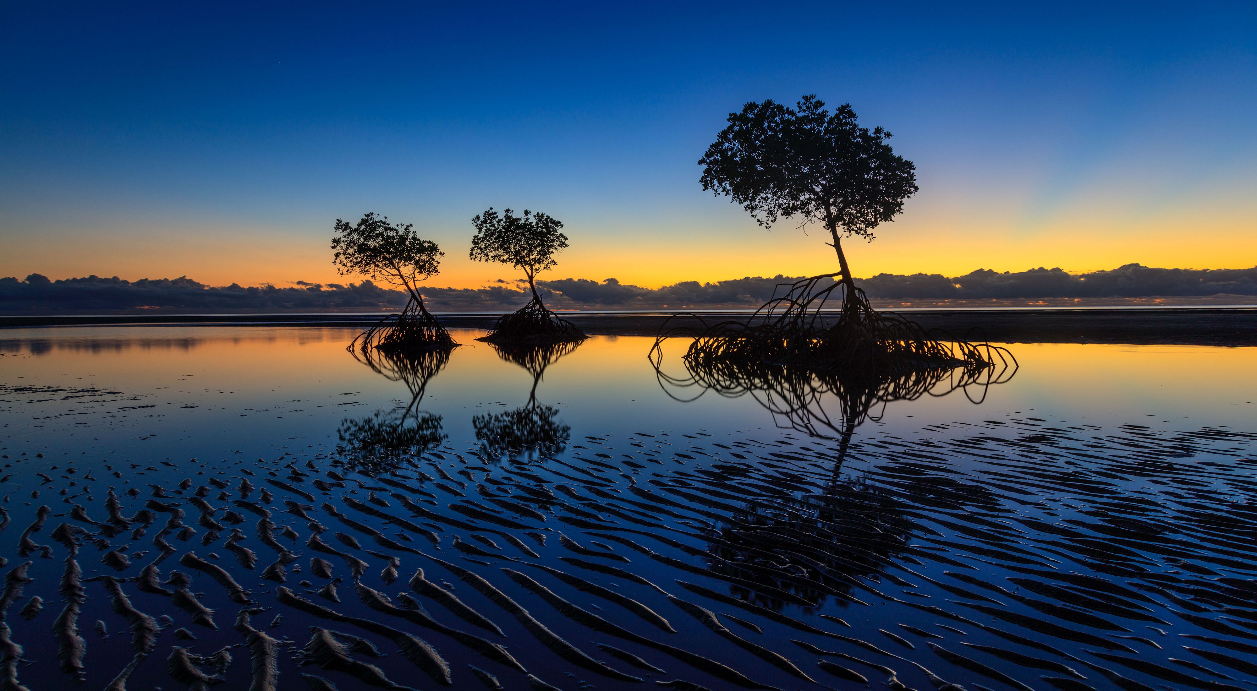 mangroves reflecting a setting sun