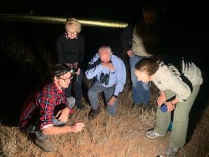 A lucky group sighting the critically-endangered Plains -wanderer in its native grassland habitat