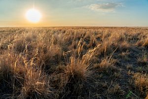 Sunrise at Patho Plains