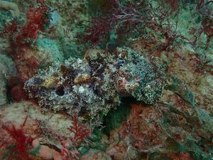A cuttlefish on the shellfish reef at O'Sullivan Beach