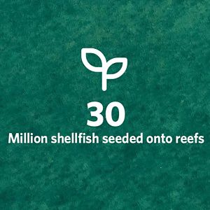Icon showing a seedling, 30 million shellfish seeded onto reefs