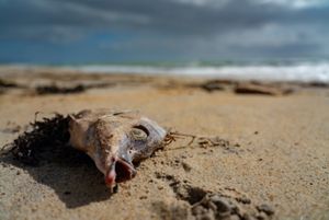 A dead fish on the sand.