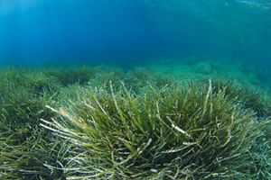 seagrass bed underwater.