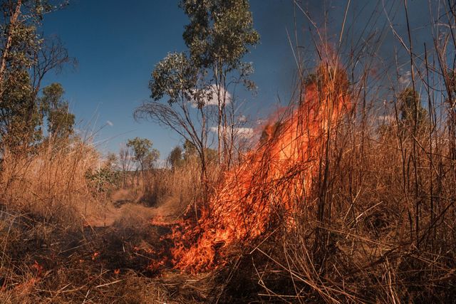 dry shrubs on fire.