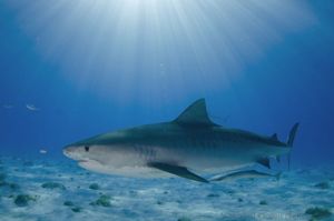 Tiger Shark