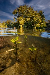 An underwater shot of young mangrove seedlings