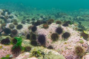 Urchin barren in Port Phillip Bay