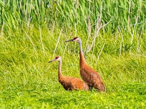 Sandhill cranes.