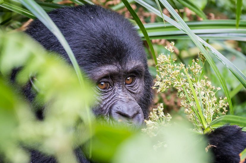baby gorilla looks through vegetation