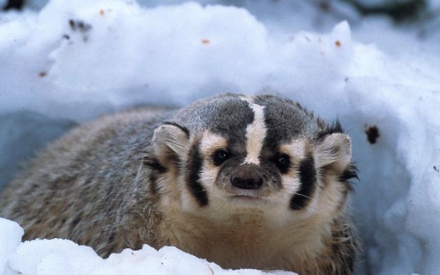 A badger emerges from its snowy den, CA 