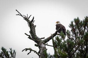 A bald eagle perches on a branch on a dead tree.