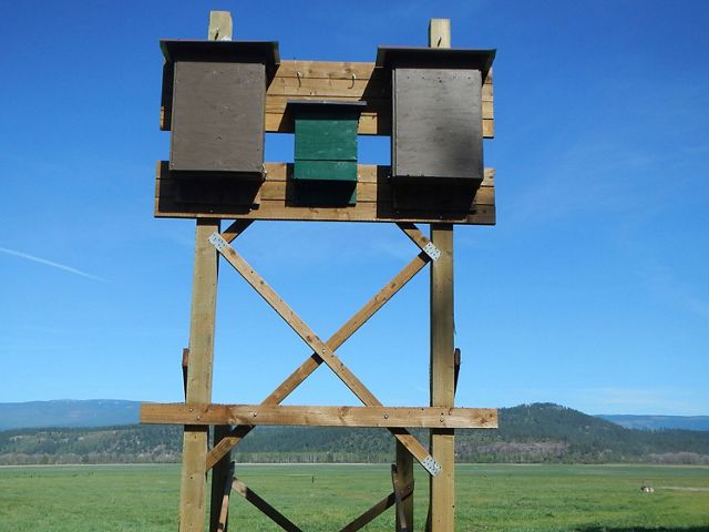 Two large bat boxes on a posts in wetland field