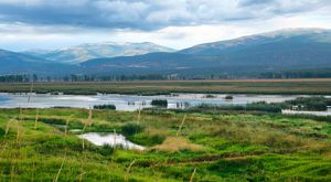 Landscape view of a vast wetland with mountains in the background.