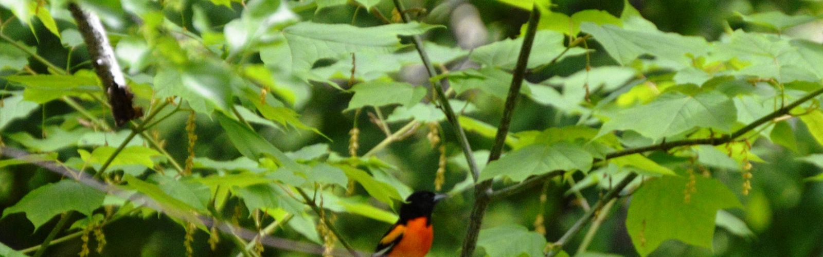 A red and black bird sits perched on the branch of a tree with large green leaves.