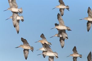 Bar-tailed Godwit birds in flight in a blue sky