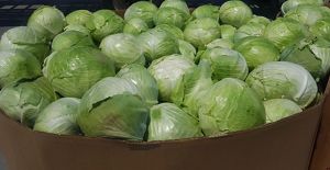 A large container of green cabbage from the Florida farm of Rober and Chuck Sam.