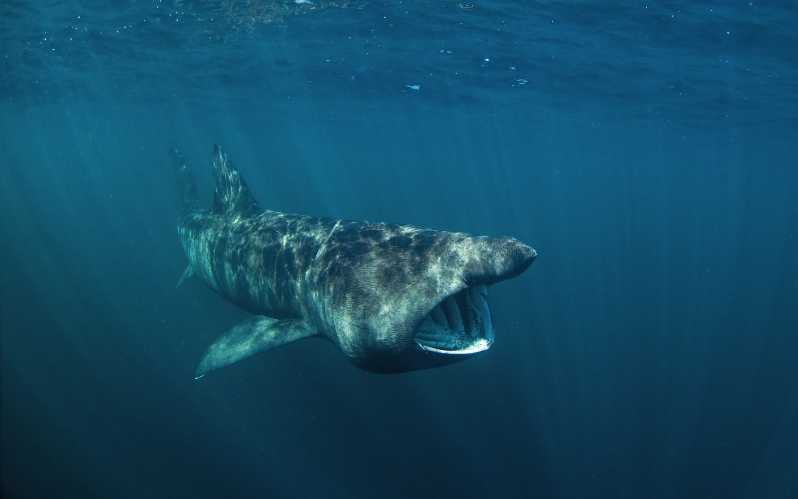 Basking Shark Basking sharks are filter-feeders. During the spring and summer, they are often observed feeding at or near the water’s surface.  © Martin Prochazkacz