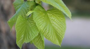 Light green leaves with jagged edges.