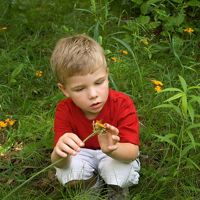 A young boy in a red shirt examines a yellow flower.
