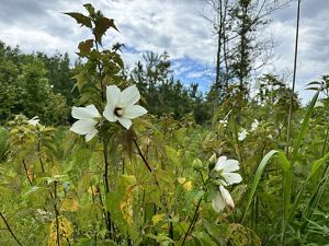 Large five-petaled white flowers grow at the end of tall stalks that rise above the surrounding vegetation.