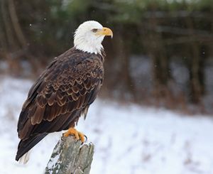 Bald eagle on log in the snow looking off into distance as it snows around him. 