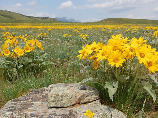 A wide field of arrowhead balsamroot flowers with hills in the distance.