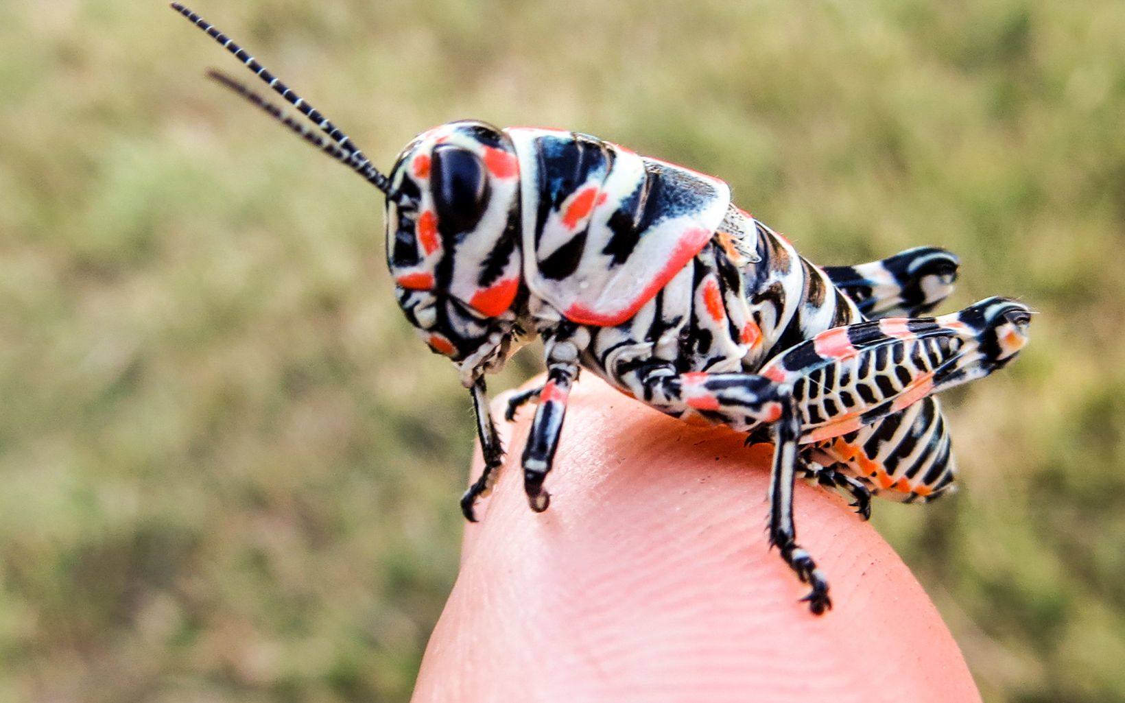 
                
                  Barber pole grasshopper This colorful grasshopper is an example of the unexpected diversity of life you may encounter in the Southern High Plains if you slow down and look closely. 
                  © Gustavo Lozada/TNC
                
              