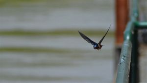 A small black bird flies through the air.