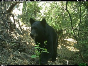 A bear caught on a trail cam.