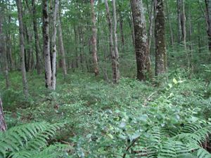 A view of a dense forest with thick ferns and tall thin trees.