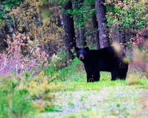 a black bear looks into the camera from a distance while crossing a path through the forest.
