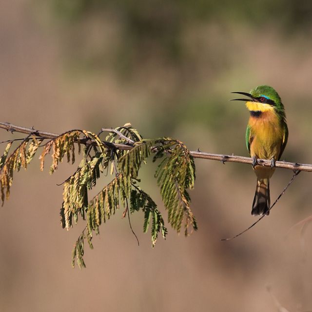 A colorful bee-eater sits on a branch