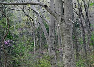 Beech trees in forest.