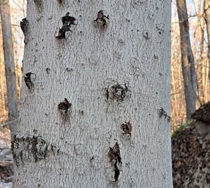 Beech bark disease, showing extensive lesions on the bark of a beech tree.