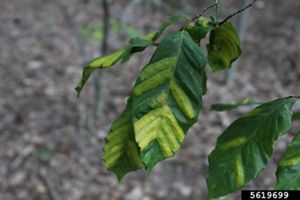 Beech leaf disease, showing banding across the leaf.