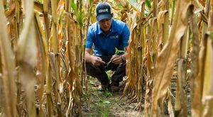 Staff member Ben Wickerham in a row of interseeded corn in the Saginaw Bay watershed. 