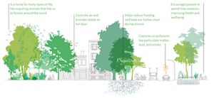 A infographic outlining the benefits of tree canopy. 