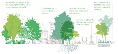 A infographic outlining the benefits of tree canopy. 