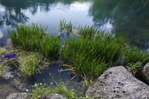 Grass and other vegetation growing from a pond's rocky edge.