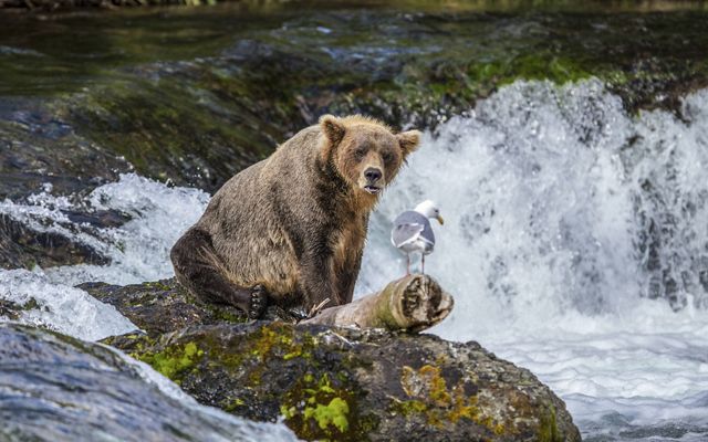 Un oso pardo sentado sobre una roca de río observa a una gaviota.