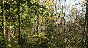 A view through tree branches at Bear Swamp Preserve. 