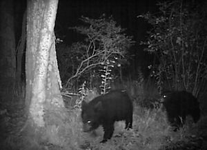 Black and white trail cam photo of two hears at night.