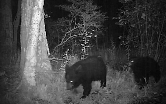Black and white trail cam photo of two hears at night.