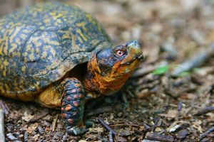 A turtle with a domed yellow and black shell and orange neck and eye.