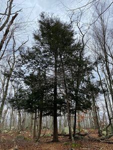 Silhouette of a dark evergreen tree growing amid bare oak trees.