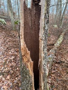 A tall tree stump, cracked open to reveal a hollow center.