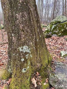 A thick tree trunk covered with moss and lichen in a rocky landscape.